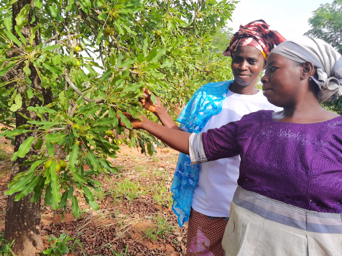 Le beurre de karité équitable: un moteur de développement pour les femmes productrices