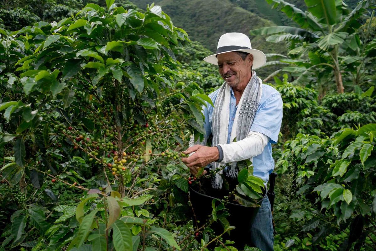Producteur de café équitable en Colombie