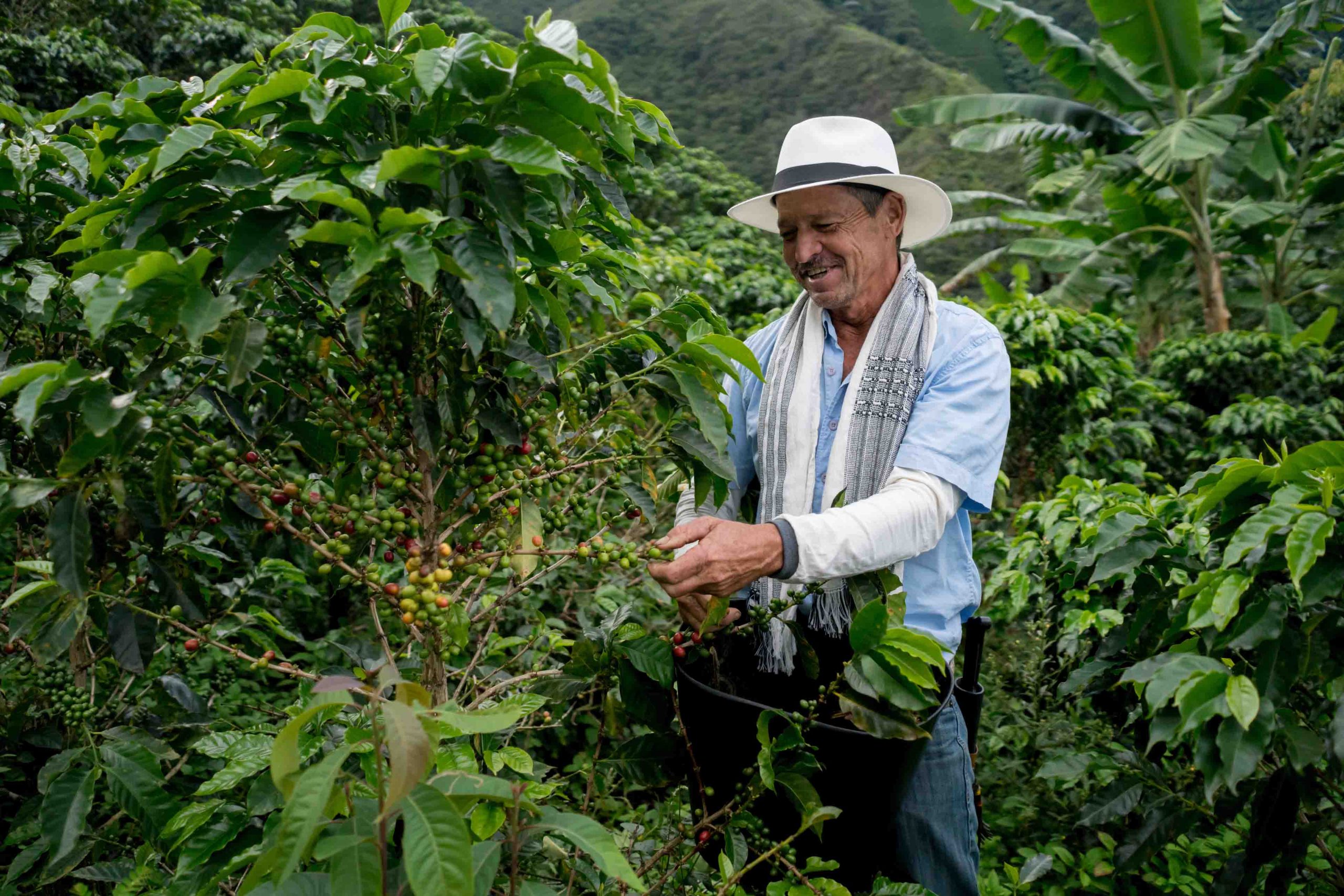 Homme qui récolte le café en Colombie
