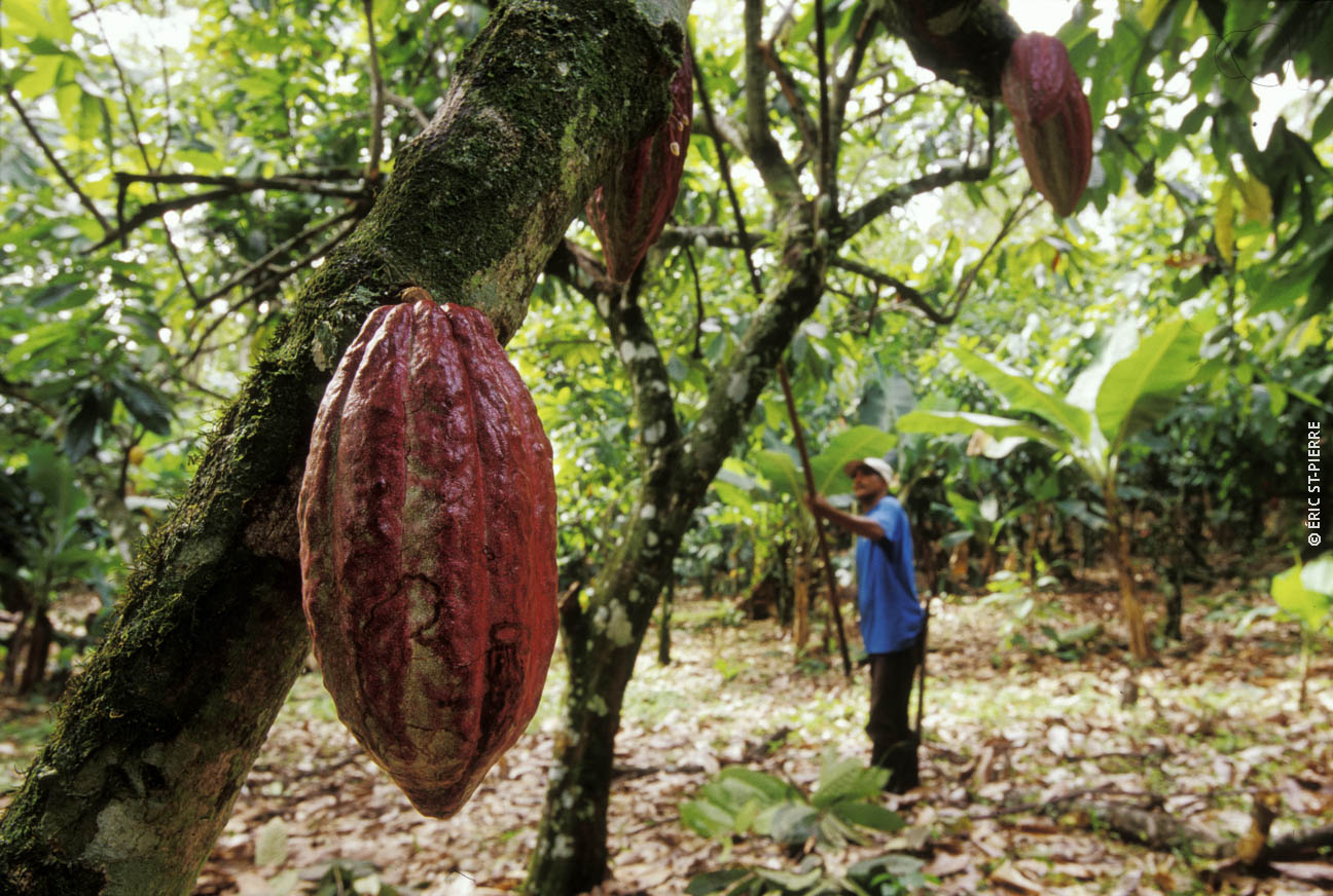 Cabosse de cacao dans l'arbre