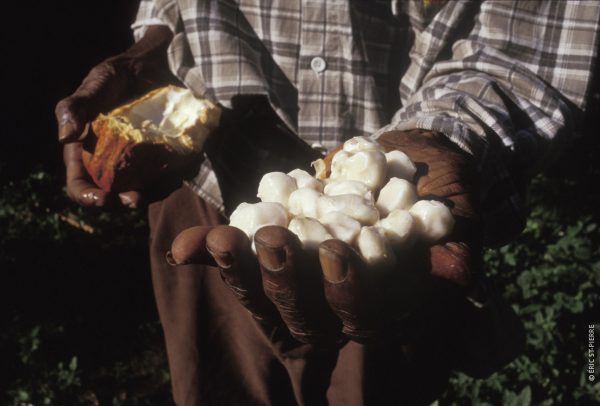 Fèves de cacao avec la pulpe dans la main d'un producteur