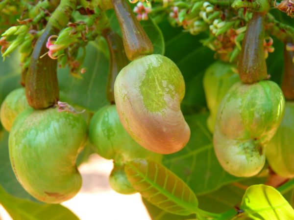 Cashews nuts in the tree